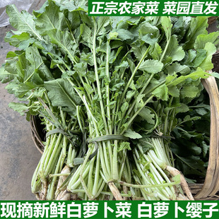 农家新鲜白萝卜菜萝卜梗当季蔬菜白萝卜叶子白萝卜缨子嫩萝卜苗