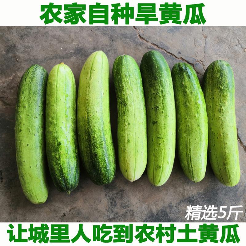 湖北宜昌农家自种当季蔬菜土黄瓜旱黄瓜黄皮黄瓜生吃新鲜吊瓜青瓜