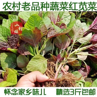 湖北新鲜农家红苋菜露天种植汉