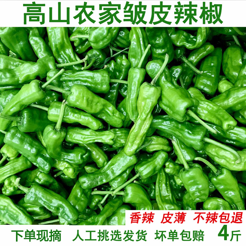 湖北长阳皱皱椒香辣皮薄超辣辣椒现摘现发皱皮新鲜土辣椒包邮