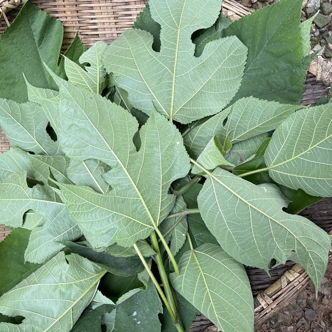 楮桃叶新鲜构树叶中药材野生整片新货褚桃叶干楮树叶谷树叶桃叶