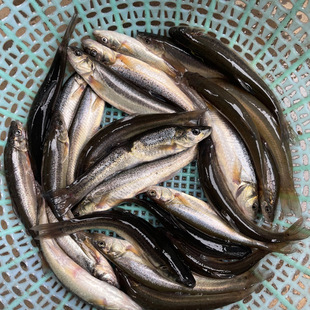 湖北高山冷水鱼柳根鱼鲜活鱼鲜活水产小鱼生鲜小杂鱼包邮