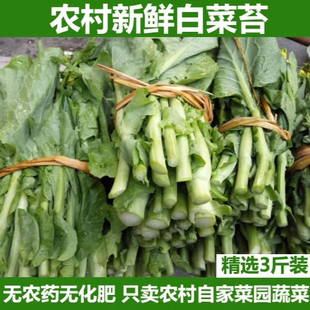湖北农家露天白菜苔青口白菜心'菜尖苔心菜小白菜苔新鲜 现摘发货
