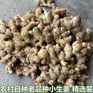 湖北农家正宗小黄姜嫩姜仔新鲜生姜姜芽自种土黄姜种子姜月子包邮