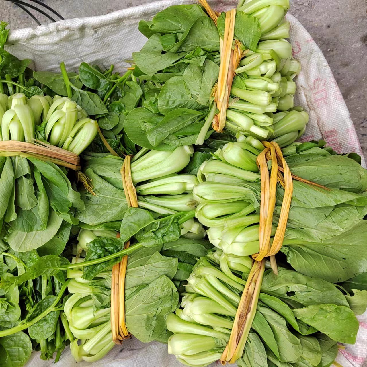 上海青新鲜现发当季蔬菜上海青小油菜 太湖菜矮脚菜一份三斤包邮