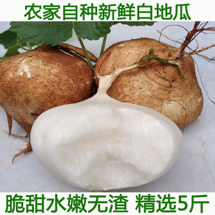 湖北宜昌现挖凉薯新鲜土瓜农家白地瓜沙葛根番薯5斤包邮