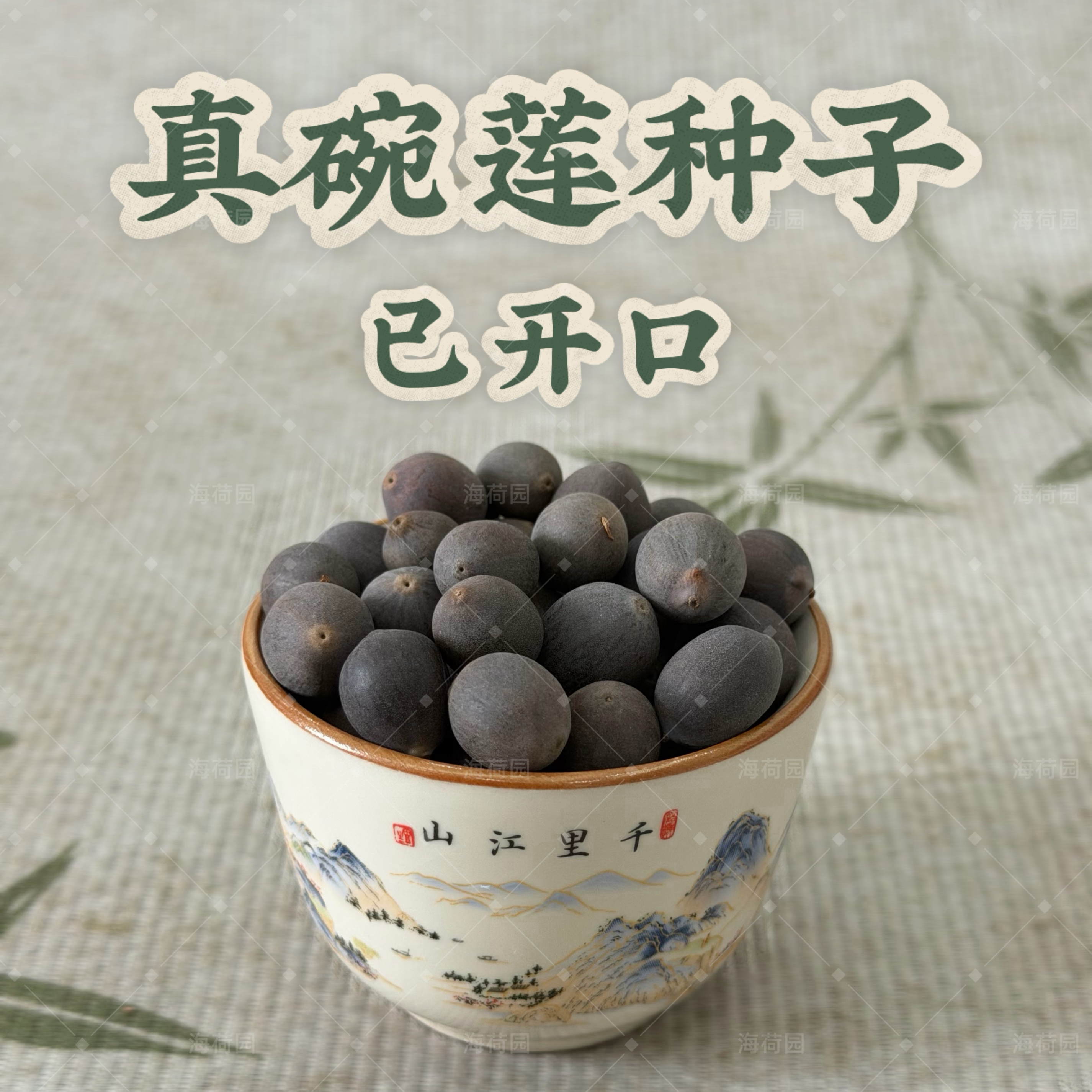 【已开口】真碗莲种子 正品盆栽观赏荷花种子丰花品种基地自产