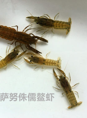 特萨侏儒迷你活体包邮螯虾