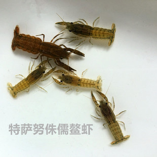 特萨努侏儒螯虾小鳌虾迷你螯虾宠物虾活体观赏虾特萨怒虾 包损 包邮