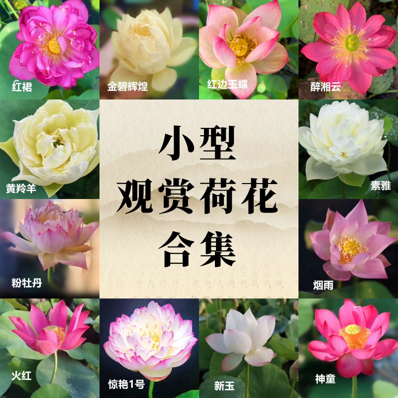 小型碗莲观赏荷花种藕【海荷园】基地直发盆栽莲花耐高温小微型
