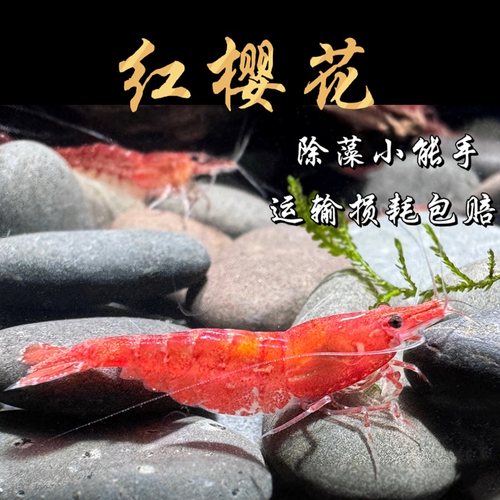 宠物清洁工具樱桃路上损耗全包虾