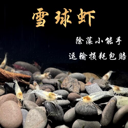 雪球虾活体自有繁育直供观赏宠物