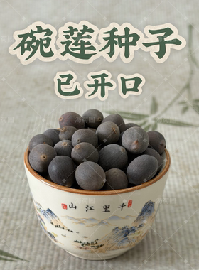 【已开口】盆栽碗莲种子