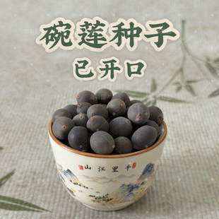 【已开口】盆栽碗莲种子 海荷园基地自产 正品盆栽观赏荷花种子