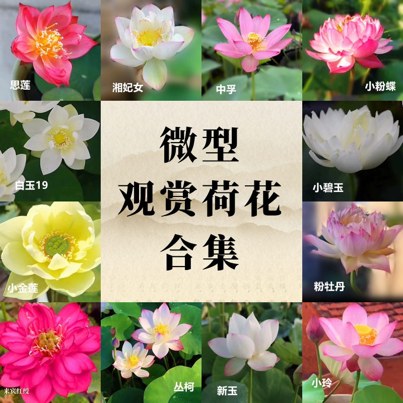 微型碗莲荷花种藕【海荷园】基地直发水生植物微莲多年生小微型