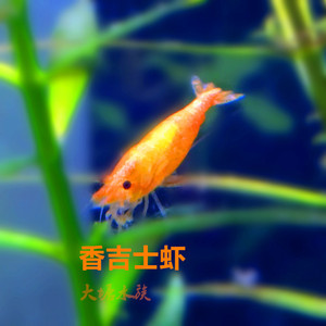 包邮 香吉士虾 观赏虾 宠物虾 清洁虾 工具虾 除藻虾 自家养殖