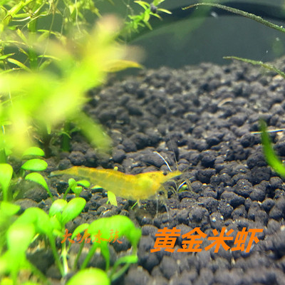 包邮黄金米虾金背自有渔场特惠