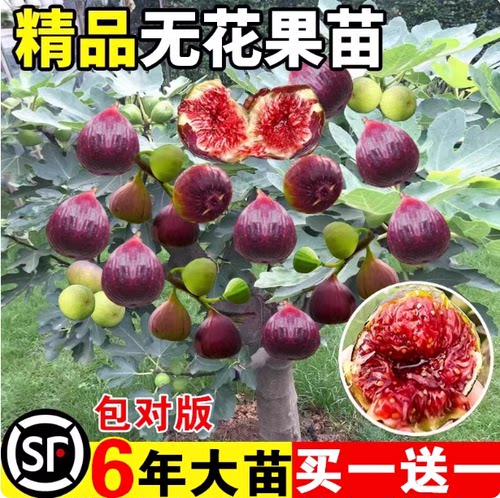 无花果树果苗特大果盆栽地栽