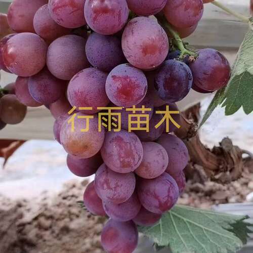 行雨苗木—巨玫瑰葡萄苗扦插苗