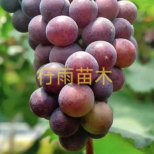 行雨苗木—沪太八号扦插苗