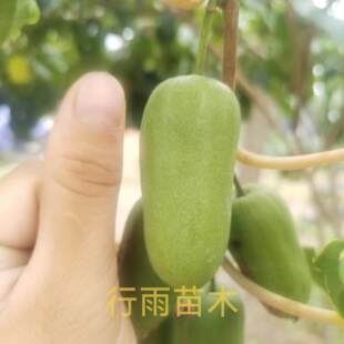 软枣猕猴桃龙城二（2株母数1株公树）