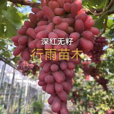 行雨苗木—深红无籽葡萄苗嫁接苗（夏黑砧木）