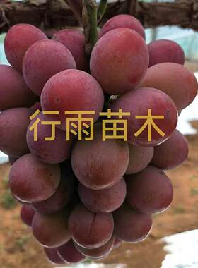 行雨苗木—妮娜皇后嫁接苗（3309砧木）