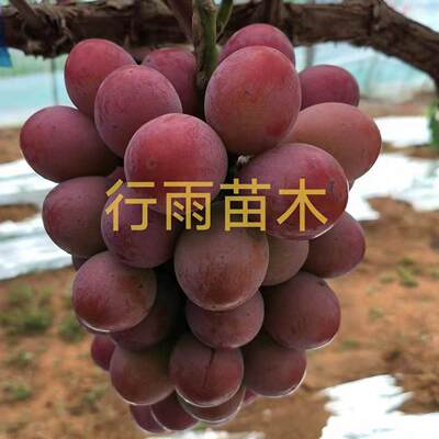 行雨苗木—妮娜皇后嫁接苗（3309砧木）