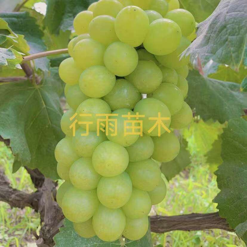 行雨苗木—醉金香葡萄苗（夏黑砧木）