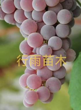 行雨苗木—寒香蜜嫁接（3309砧木）