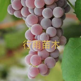 寒香蜜葡萄苗嫁接苗 夏黑根