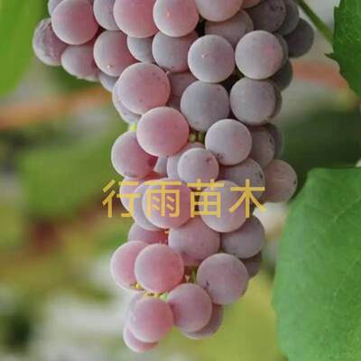 行雨苗木—寒香蜜嫁接（3309砧木）