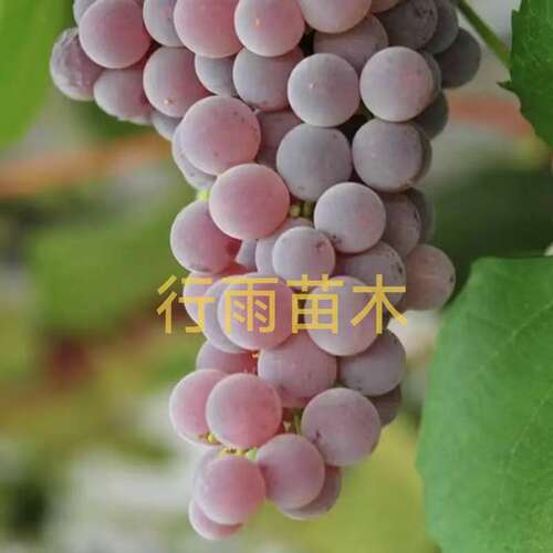 行雨苗木—寒香蜜扦插