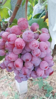 行雨苗木—红提葡萄苗嫁接苗（夏黑砧木）