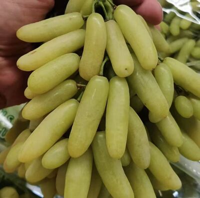 行雨苗木-兰基尼嫁接苗（夏黑砧木）