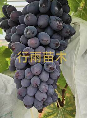 蓝色拉威尔嫁接苗--夏黑砧木