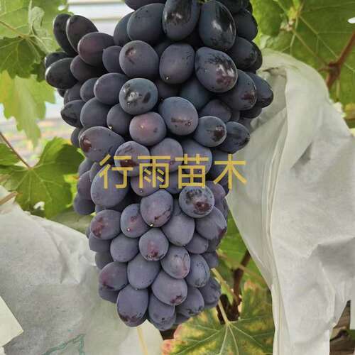 蓝色拉威尔嫁接苗--夏黑砧木