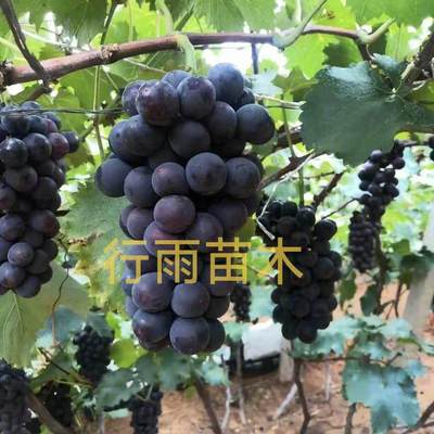 行雨苗木—长野紫葡萄苗嫁接苗（夏黑砧木）