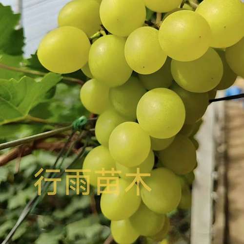 行雨苗木-贵妃玫瑰扦插苗