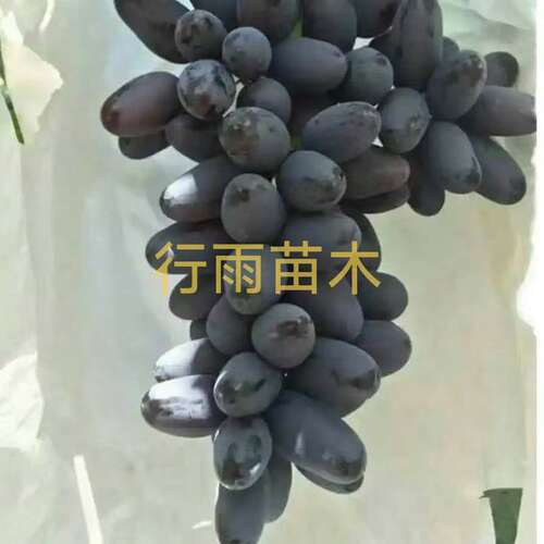 行雨苗木—奇异指嫁接苗（夏黑砧木）