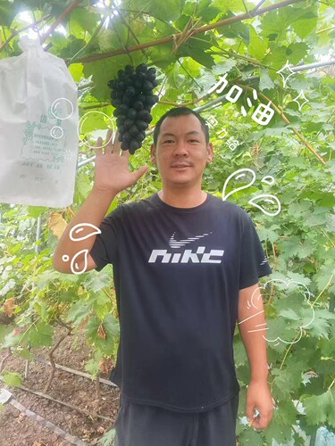行雨苗木-黑脆王嫁接苗（夏黑砧木）