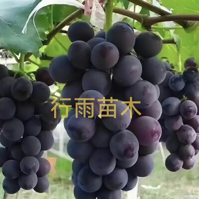 行雨苗木-巨峰嫁接苗（贝达根）