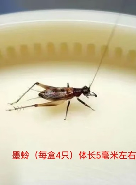 特色小型鸣虫墨蛉也叫蚁蛉适合群养可以过冬叫声好听贴近大自然
