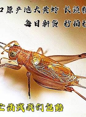 特价包邮鸣虫大黄蛉顶须特级大黄蛉安徽汊口原产地23年新虫品相好