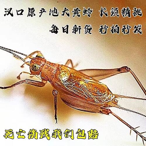 特价包邮鸣虫大黄蛉顶须特级大黄蛉安徽汊口原产地26年新虫品相好