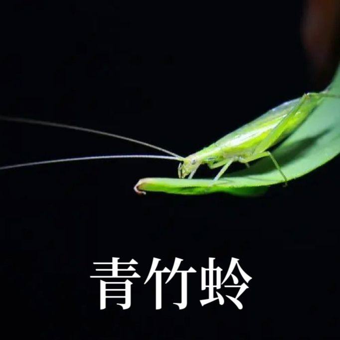 青竹蛉包活叫声好竹蛉活体竹铃鸣虫听叫虫宠物竹蛉包活鸣虫活虫,宠物/宠物食品及用品,特色爬宠/鸣虫,淘宝优惠券,粉丝福利购,淘宝优惠卷