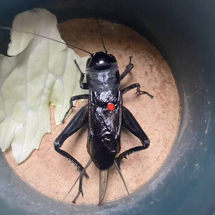 天津名家点药油葫芦黑虫冰糖紫玉眼油葫芦