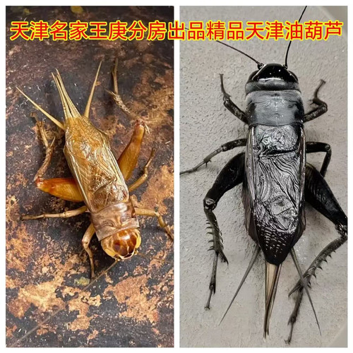 天津名家份房精品油葫芦黑虫冰糖紫玉眼点药油葫芦