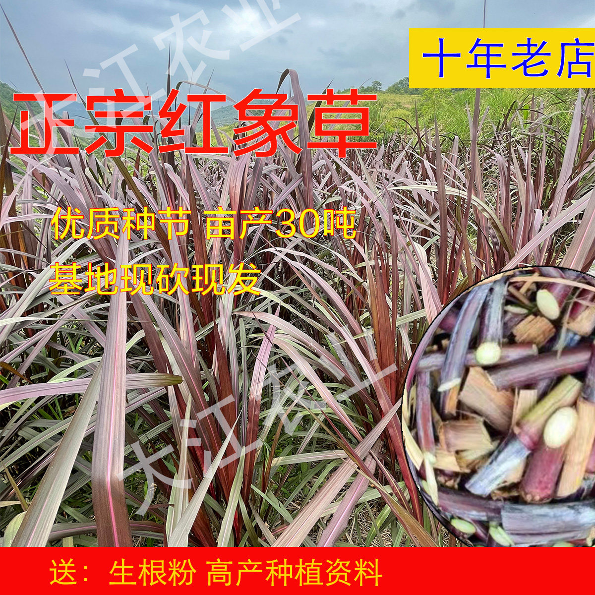 紫色巴西红象草皇竹草牧草种子多年生养猪鱼营养全四季种节耐寒旱