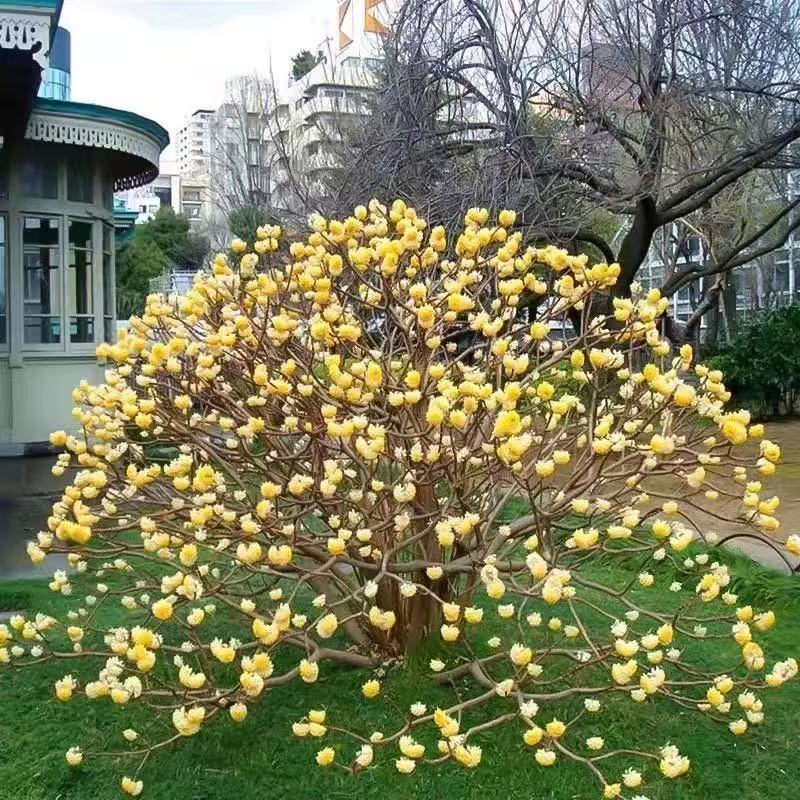 结香庭院盆景植物花卉树苗图片